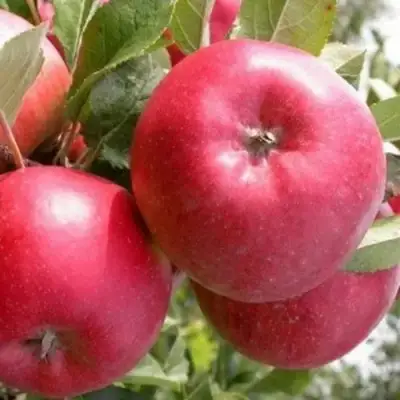 Яблоня ПОСПЕХ в Молодечно