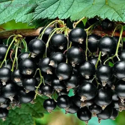 Смородина черная БЕН КОНАН в Молодечно