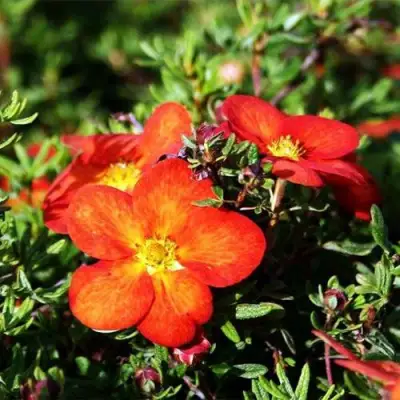 Лапчатка РЕД АЙС кустарниковая в Молодечно