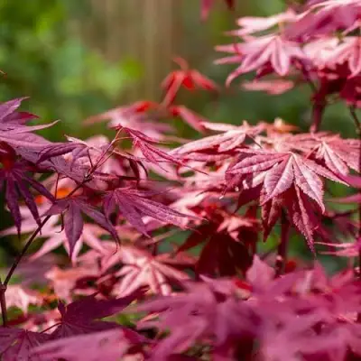 Клен дланевидный АТРОПУРПУРЕУМ в Молодечно