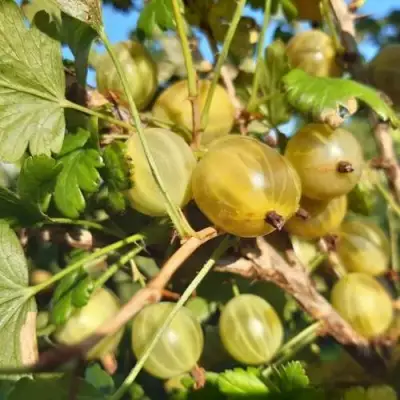 Крыжовник БЕЛОРУCСКИЙ САХАРНЫЙ 2 в Молодечно