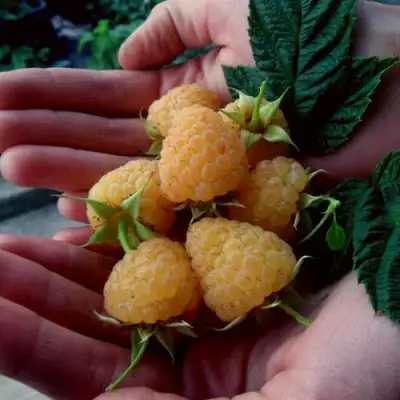 Малина ЗЮГАНА ЗОЛОТАЯ в Молодечно