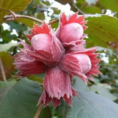 Фундук СКАРЛЕТТ в Молодечно