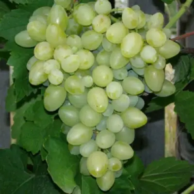 виноград кишмиш афродита