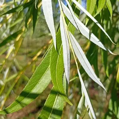 Ива ВИТЕЛЛИНА белая  в Молодечно