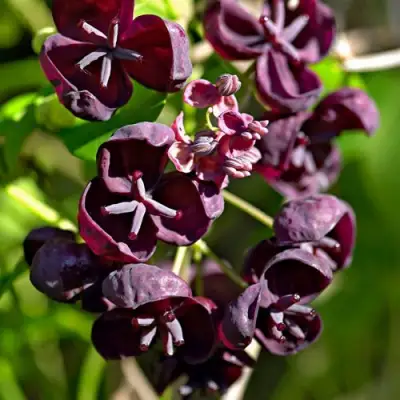 Акебия ПЯТЁРНАЯ  в Молодечно