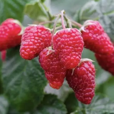 Малина МАРОСЕЙКА в Молодечно