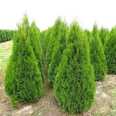 Туя СМАРАГД западная в Молодечно