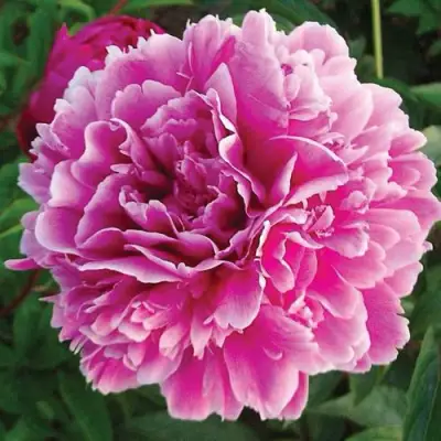 Пион ПУРПУРНАЯ ФЕЕРИЯ травянистый в Молодечно