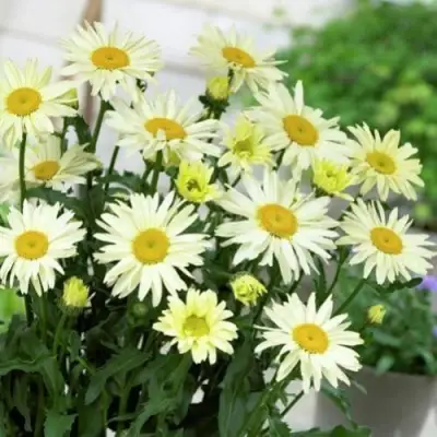 Нивяник БРОДВЕЙ ЛАЙТС великолепный в Молодечно