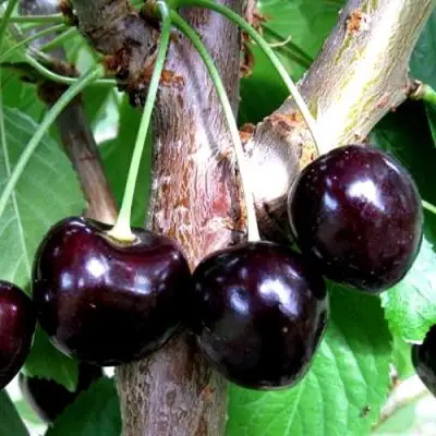 Вишня ШОКОЛАДНИЦА в Молодечно