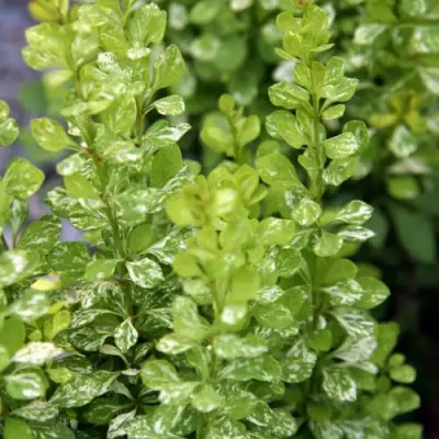 Барбарис ПАУ ВАУ тунберга в Молодечно