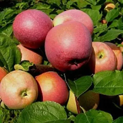 Яблоня СЛАВА ПОБЕДИТЕЛЯМ в Молодечно