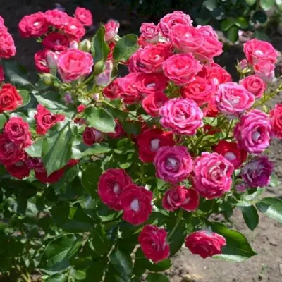 Роза ШОНЕ КОБЛЕНЦЕРИН флорибунда в Молодечно