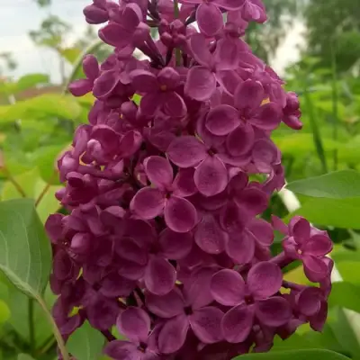 Сирень ИНДИЯ в Молодечно