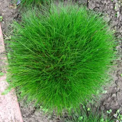 Овсяница ГОТЬЕ в Молодечно