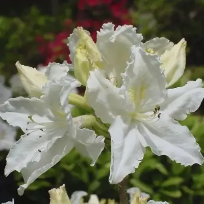 Азалия ОКСИДОЛ листопадная в Молодечно