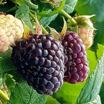 Малина БЛЭК ПОЛЬКА (ХЕБАН) в Молодечно