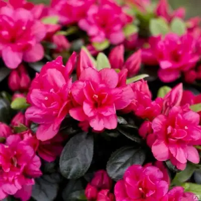 Азалия КАНЗОНЕТТА японская в Молодечно