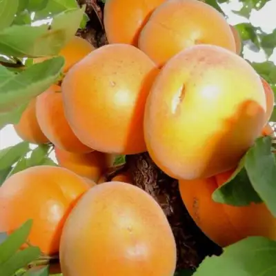 Абрикос ДЕСЕРТНЫЙ в Молодечно