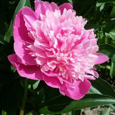 Пион ГОЛУБАЯ ХРИЗАНТЕМА травянистый в Молодечно