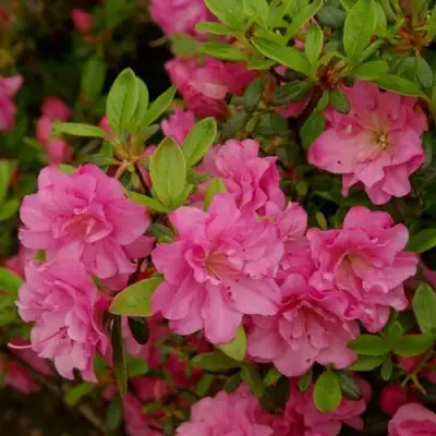 Азалия РОЗИНЕТТА японская в Молодечно