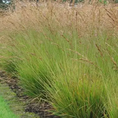 Молиния ПОЛ ПЕТЕРСОН голубая в Молодечно