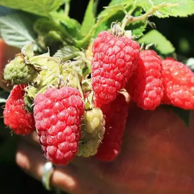 Малина ПАТРИЦИЯ в Молодечно