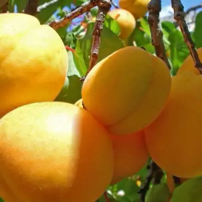 Абрикос ПАМЯТЬ ЛОЙКО в Молодечно