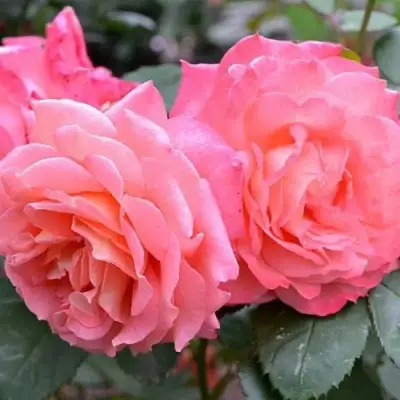 Роза ИНСТИТУТ ЛЮМЬЕР шраб в Молодечно