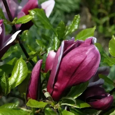 Магнолия НИГРА в Молодечно