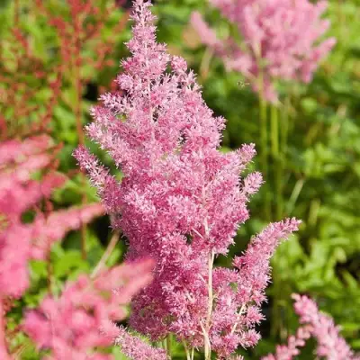 Астильба РЕЙНЛЕНД японская в Молодечно