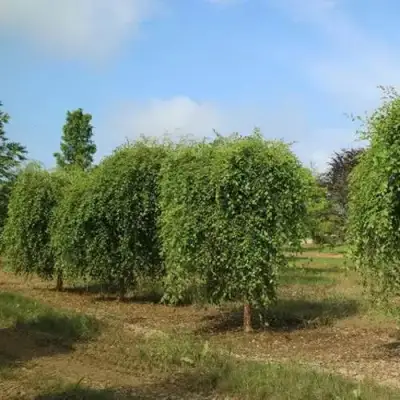 Береза САММЕР КАСКАД черная в Молодечно