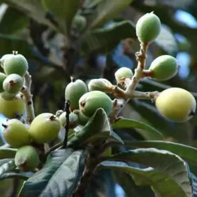 МУШМУЛА  в Молодечно