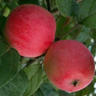 Яблоня СУЙСЛЕПСКОЕ (МАЛИНОВКА) в Молодечно