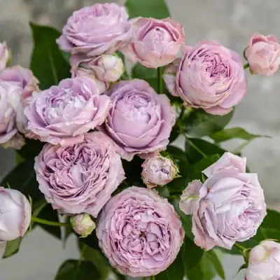 Роза ЛАВАНДЕР БАБЛС спрей в Молодечно