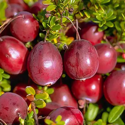 Клюква БЕН ЛИР в Молодечно