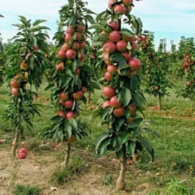 Яблоня ЯНТАРНОЕ ОЖЕРЕЛЬЕ колонновидная в Молодечно