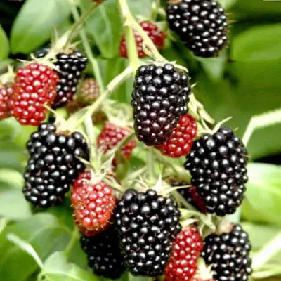 Ежемалина ДАРРОУ в Молодечно