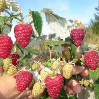 Малина ЖАР-ПТИЦА в Молодечно