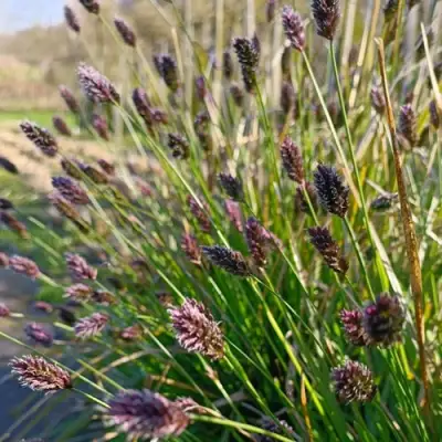 Сейслерия ХЕФЛЕРА в Молодечно