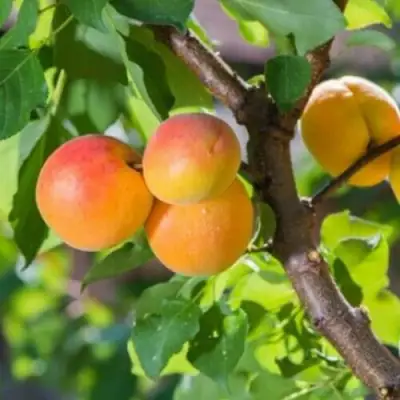 Абрикос РИТАУСМА в Молодечно
