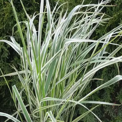 Вейник ОВЕРДАМ остроцветковый в Молодечно