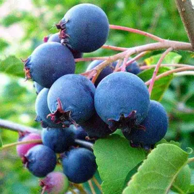 Ирга ПЕМБИНА в Молодечно