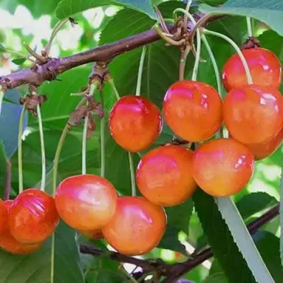 Черешня НАСЛАЖДЕНИЕ в Молодечно