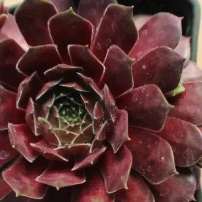 Молодило БЛЭК МОУНТЭЙН в Молодечно