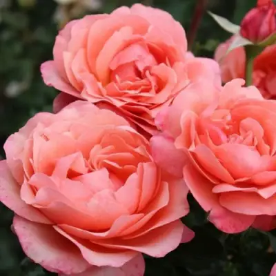 Роза КОРАЛ ЛИОНС РОУЗ флорибунда в Молодечно