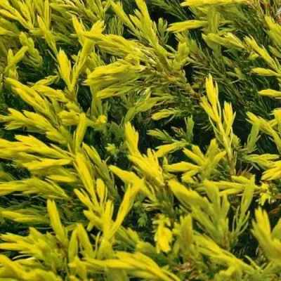 Можжевельник ЛАЙМ ГЛОУ горизонтальный  в Молодечно