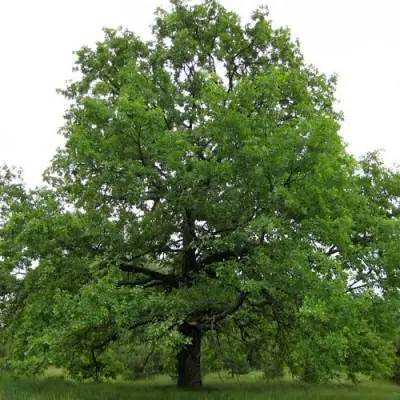Дуб черешчатый в Молодечно