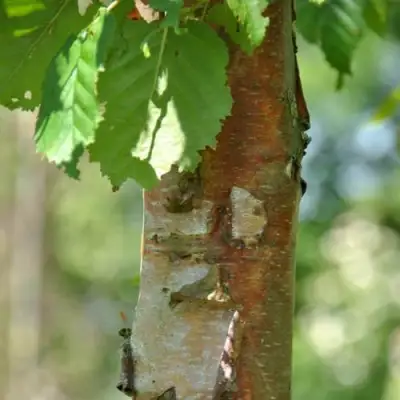 Береза бумажная в Молодечно
